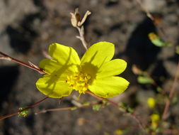 Plancia ëd Calycadenia truncata DC.