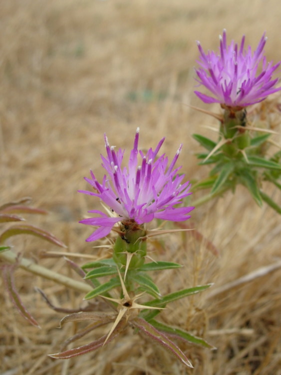 Image of red star-thistle