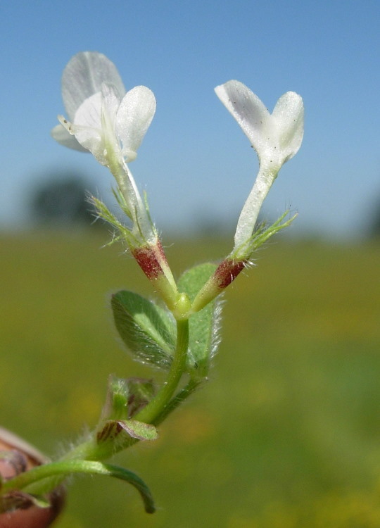 Image of subterranean clover