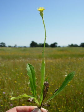 Image of smooth cat's ear