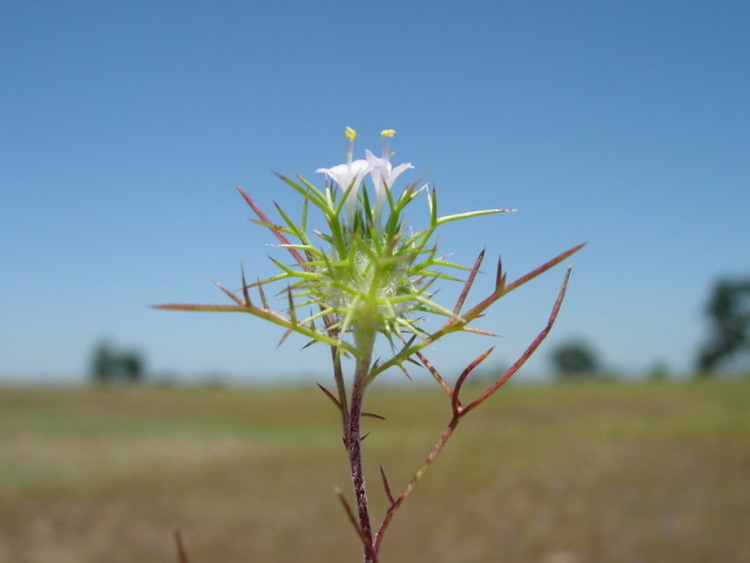 Image of needleleaf navarretia