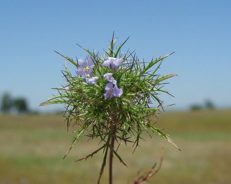 Image of Marigold Pincushion-Plant