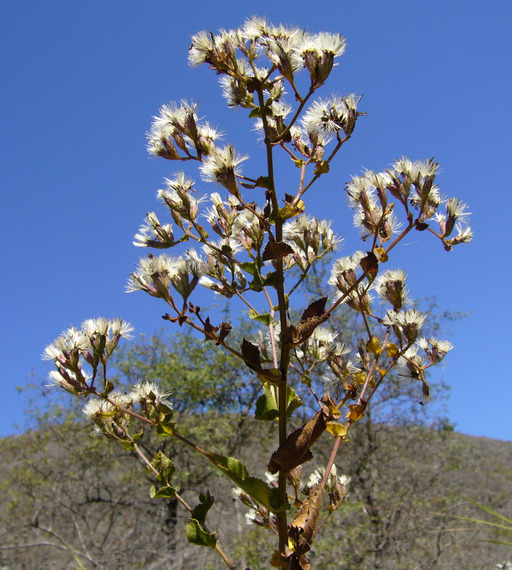 Plancia ëd Acourtia microcephala DC.