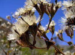 Plancia ëd Acourtia microcephala DC.