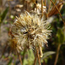 Image de Arnica parryi A. Gray