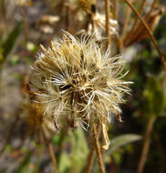 Слика од Arnica parryi A. Gray