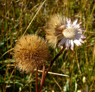 Image of tundra aster