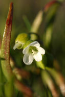 Image of narrowleaf minerslettuce