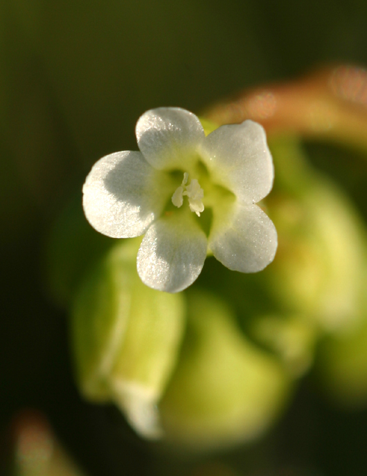 Image of narrowleaf minerslettuce