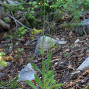 Image of white hawkweed