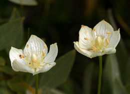 Image de Parnassie des Marais