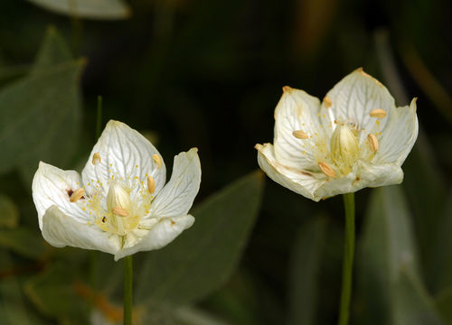 Слика од Parnassia palustris L.