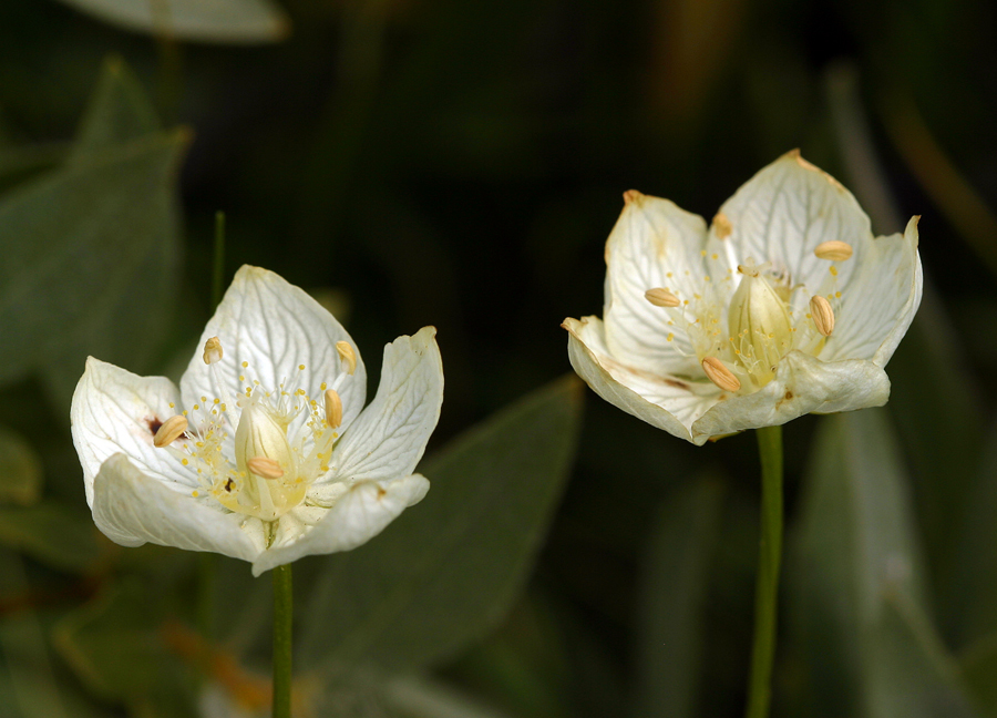 Image of Bog Star