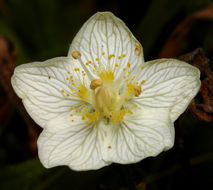 Image de Parnassie des Marais