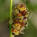 Image of Woolly sedge