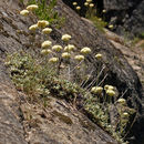 Image of Bear Valley buckwheat