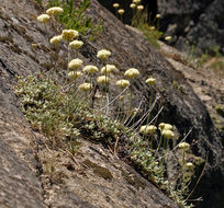 Image of Bear Valley buckwheat