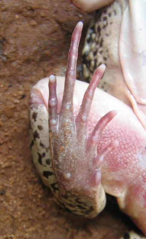 Image of Moustached frog