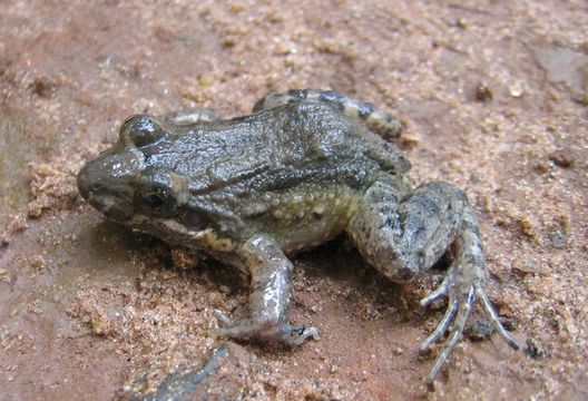 Imagem de Leptodactylus podicipinus (Cope 1862)