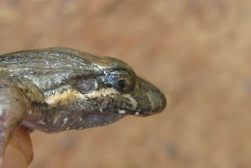 Imagem de Leptodactylus podicipinus (Cope 1862)
