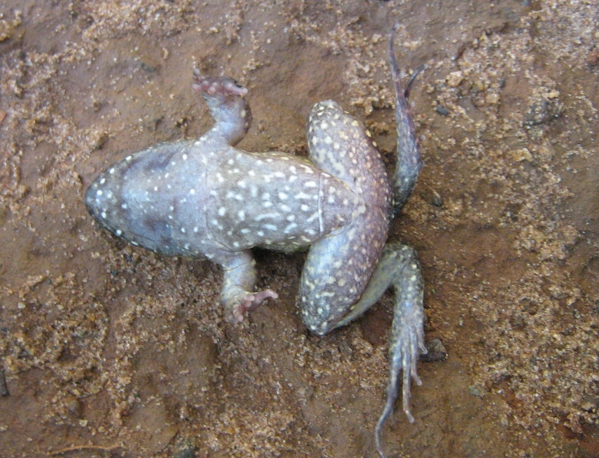 Image of Leptodactylus podicipinus (Cope 1862)