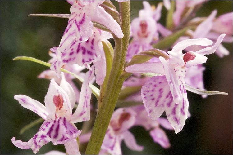 Image of Common spotted orchid