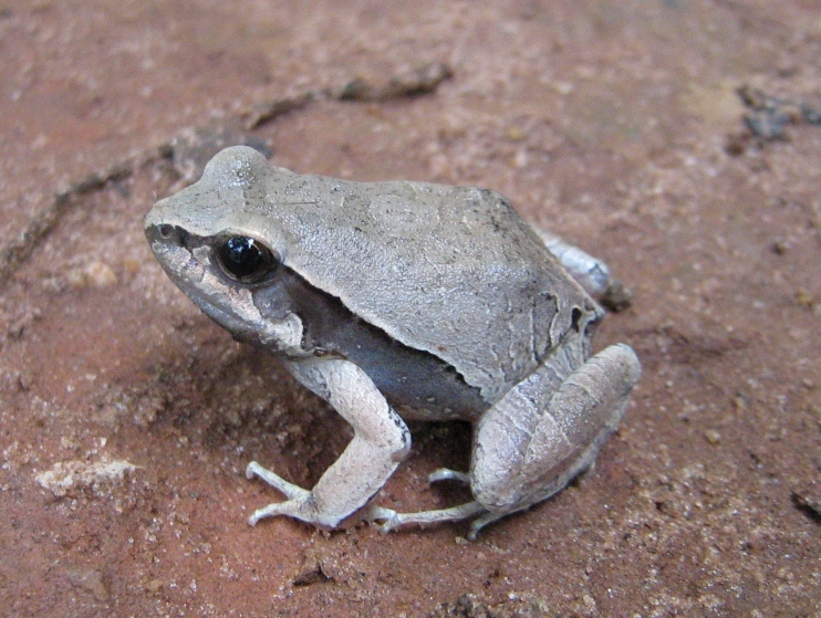 Image of Central Dwarf Frog; rãzinha