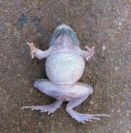 Image of Central Dwarf Frog; rãzinha