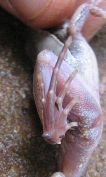 Image of Central Dwarf Frog; rãzinha