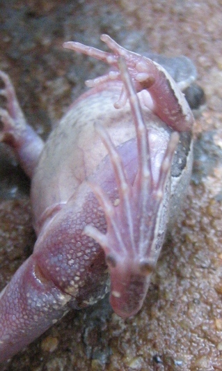 Image of Central Dwarf Frog; rãzinha