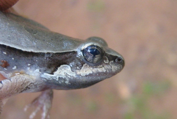 Image of Central Dwarf Frog; rãzinha