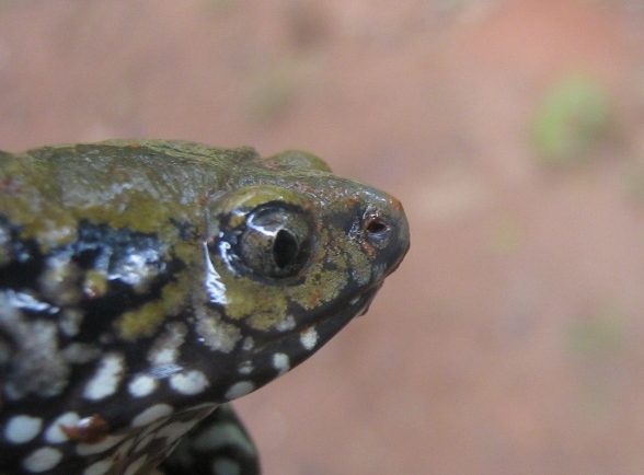 Image of Muller's Termite Frog