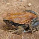 Image of Central Dwarf Frog; rãzinha