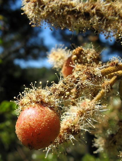 Image of giant chinquapin