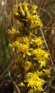 صورة Solidago spathulata DC.