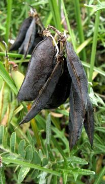 Image of Vicia gigantea Bunge