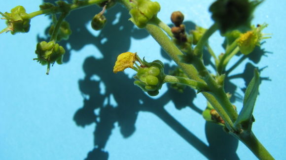 Image of Banisteriopsis nummifera (A. Juss.) B. Gates