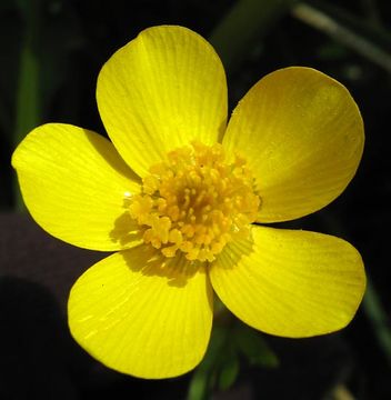 Image of <i>Ranunculus orthorhynchus</i> var. <i>platyphyllus</i>