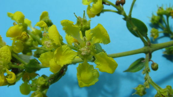 Image of Banisteriopsis nummifera (A. Juss.) B. Gates