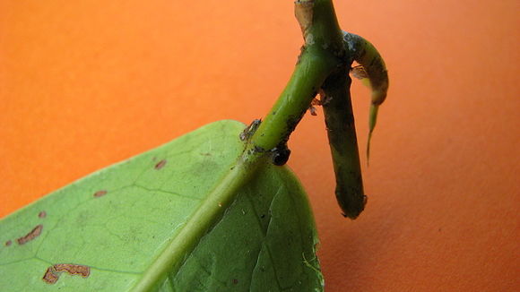 Imagem de Banisteriopsis nummifera (A. Juss.) B. Gates