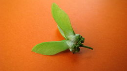 Image of Banisteriopsis nummifera (A. Juss.) B. Gates