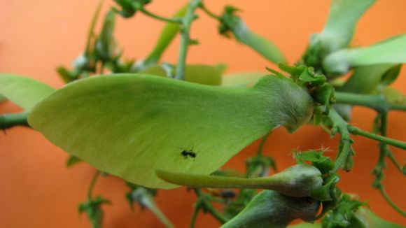 Image of Banisteriopsis nummifera (A. Juss.) B. Gates