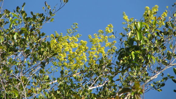 Image of Banisteriopsis nummifera (A. Juss.) B. Gates