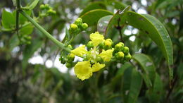 Image of Banisteriopsis nummifera (A. Juss.) B. Gates