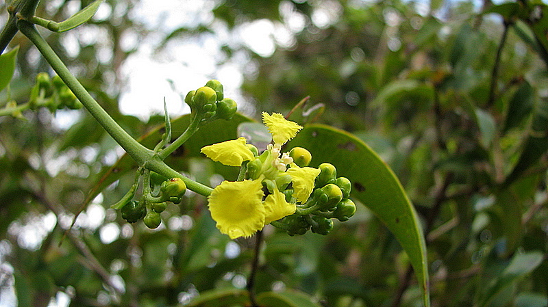 Image of Banisteriopsis nummifera (A. Juss.) B. Gates