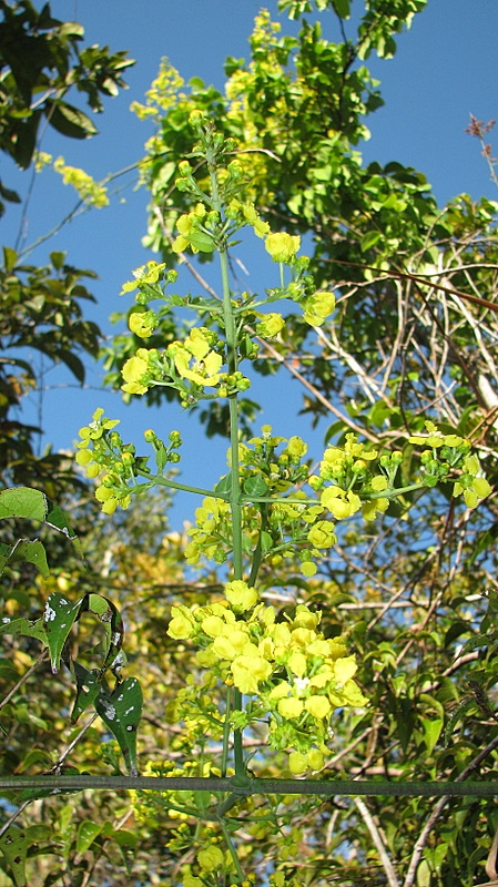 Image of Banisteriopsis nummifera (A. Juss.) B. Gates