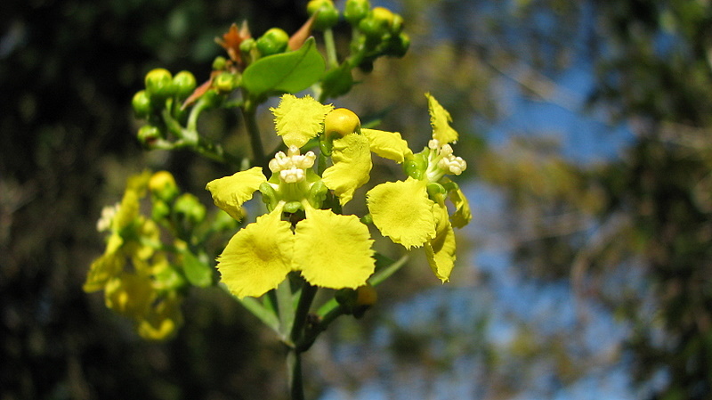 Image of Banisteriopsis nummifera (A. Juss.) B. Gates