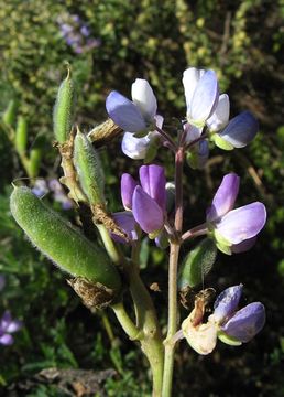 Sivun Lupinus arboreus Sims kuva