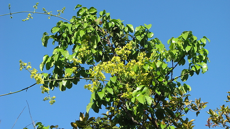 Image of Banisteriopsis nummifera (A. Juss.) B. Gates