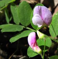 Слика од Lathyrus torreyi A. Gray